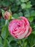 Acropolis ® rose photo