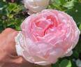Romantic Love rose photo