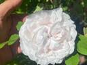 Blush rugosa rose photo