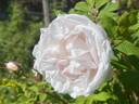 Blush rugosa rose photo