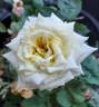 Ahimsa rose photo