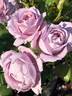 Novalis rose photo