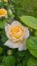 Allux Symphony rose photo