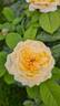 Allux Symphony rose photo