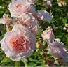 Bredon ® rose photo