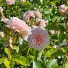 Bredon ® rose photo