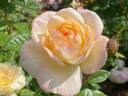 Serene Love rose photo