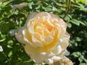 Serene Love rose photo