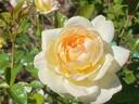 Serene Love rose photo