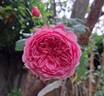 Princess Alexandra of Kent rose photo