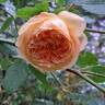 Bathsheba rose photo