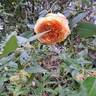 Bathsheba rose photo