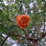 Lady of Shalott rose photo