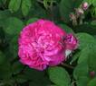 Charles Gounod rose photo