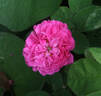 Charles Gounod rose photo