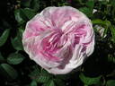 Christiane Fantola rose photo