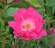 Claire Lacombe rose photo