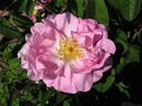 Gabriel Fauré rose photo