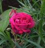 Georges Bizet rose photo