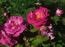 Gui d'Arezzo rose photo