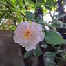 Scarborough Fair rose photo