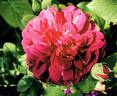 Guillaume de Machaut rose photo