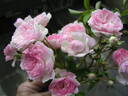 Guirauda de Caraman rose photo