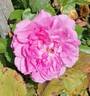 Hildegard von Bingen rose photo