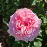 Pink O'Hara ™ rose photo