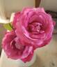 Baronne de Rothschild ® rose photo