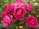 BOUderst rose photo