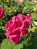 BOUderst rose photo