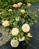 BOUjist rose photo