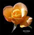 Yellow Talisman rose photo