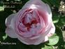 Baronne Nathaniel de Rothschild rose photo