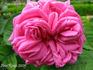 L'Ami Maubray rose photo