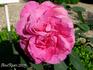 Duc de Crillon rose photo