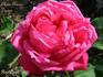 Madame Thérèse Vernes rose photo