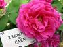 Triomphe de Caen rose photo