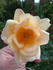 Buttercream rose photo