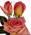 Enchantment rose photo