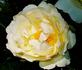 Blushing Beauty rose photo