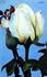 Alaska rose photo