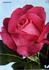 Symphonie rose photo