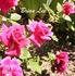 Brian Lee ™ rose photo