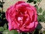 Ali Pacha Chériff rose photo