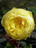 <i>Rosa alabukensis</i> Tkatsch 'Flore-Pleno' rose photo