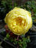 <i>Rosa alabukensis</i> Tkatsch 'Flore-Pleno' rose photo