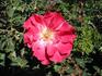 Beulah Belle rose photo