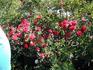 Beulah Belle rose photo